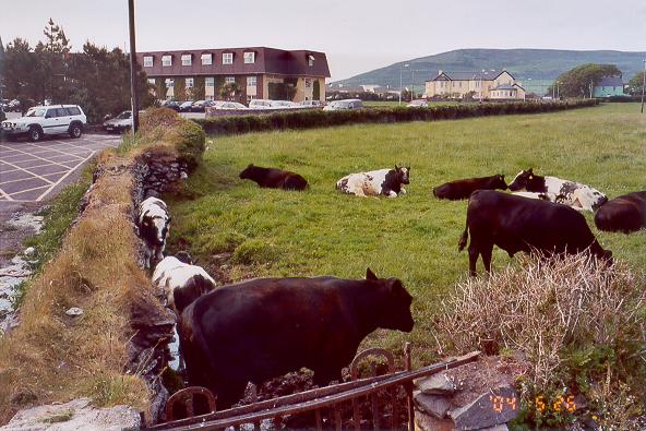 Cows by Dingle Skellig hotel
