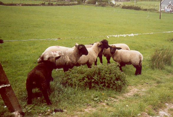 Friendly Lambs