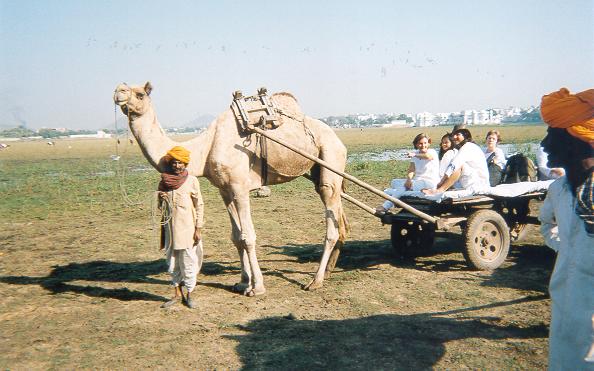Camel Cart in Procession