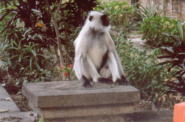 Monkey by Bikaner Palace Hotel in Mt. Abu